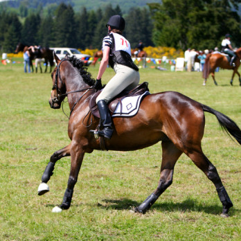 Eventing Horse